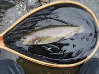 秩父フライフィールド 釣果