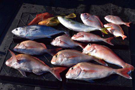 渡船屋たにぐち 釣果