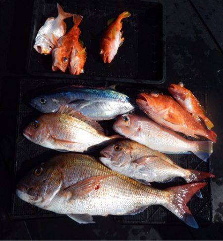 渡船屋たにぐち 釣果