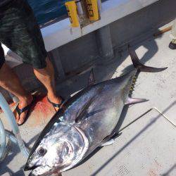 釣鯛洋 釣果