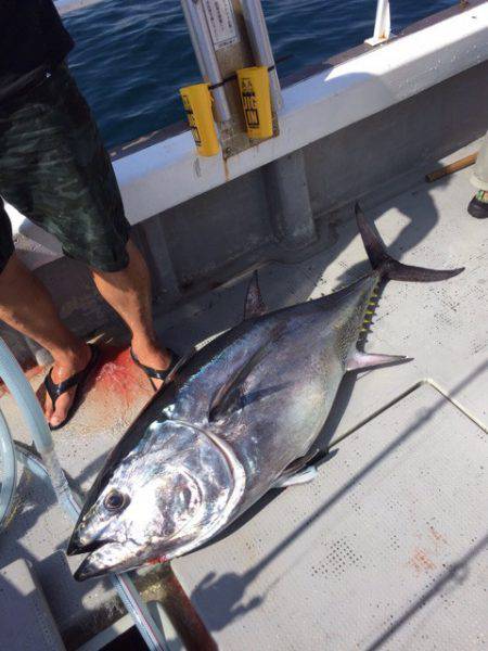 釣鯛洋 釣果