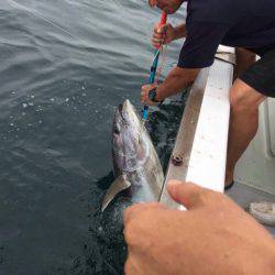 釣鯛洋 釣果