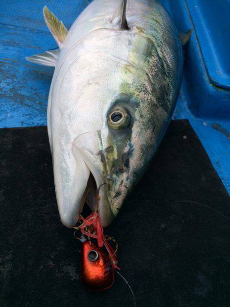 太平丸 釣果