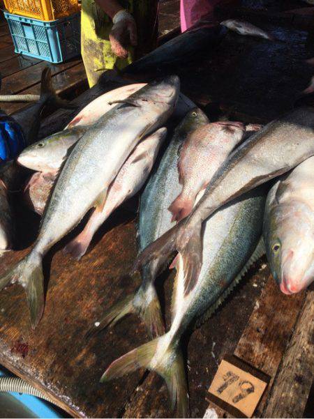 釣り堀水宝 釣果