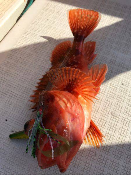 龍神丸（鹿児島） 釣果