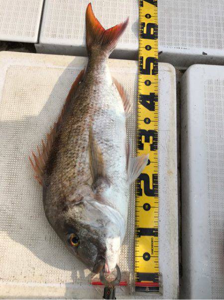 龍神丸（鹿児島） 釣果