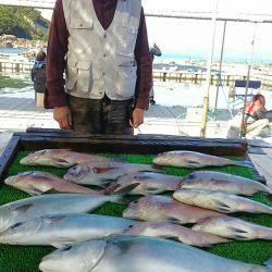 海の釣堀 海恵 釣果