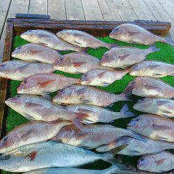 海の釣堀 海恵 釣果