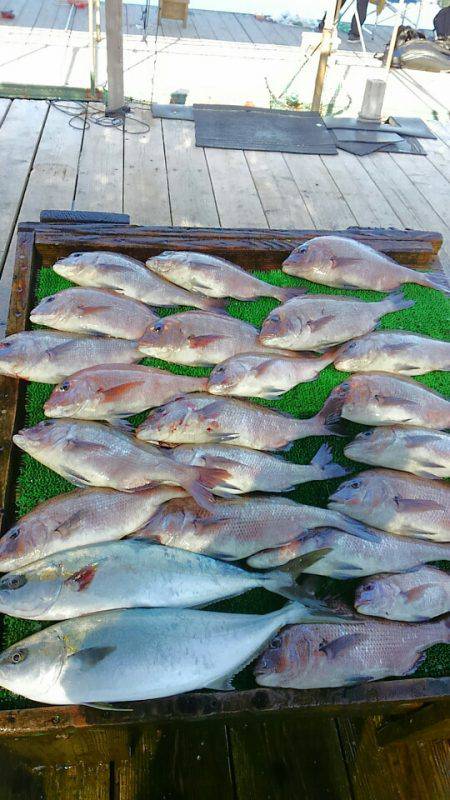 海の釣堀 海恵 釣果