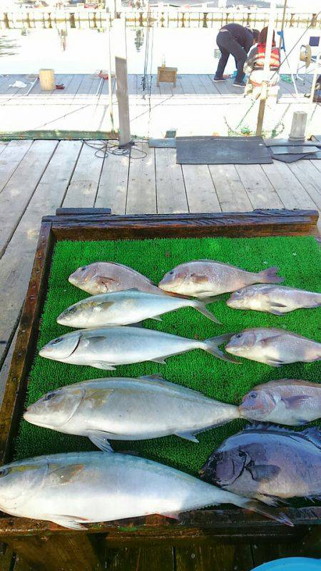 海の釣堀 海恵 釣果