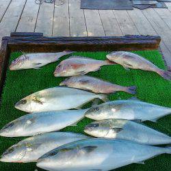 海の釣堀 海恵 釣果