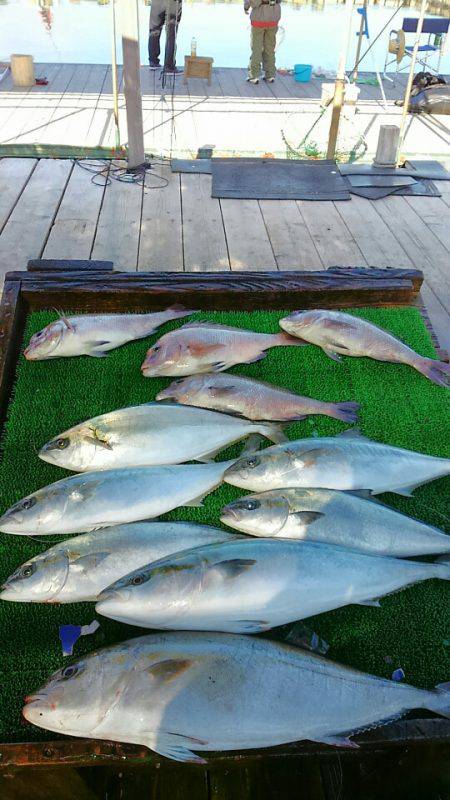 海の釣堀 海恵 釣果