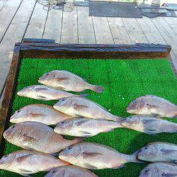 海の釣堀 海恵 釣果