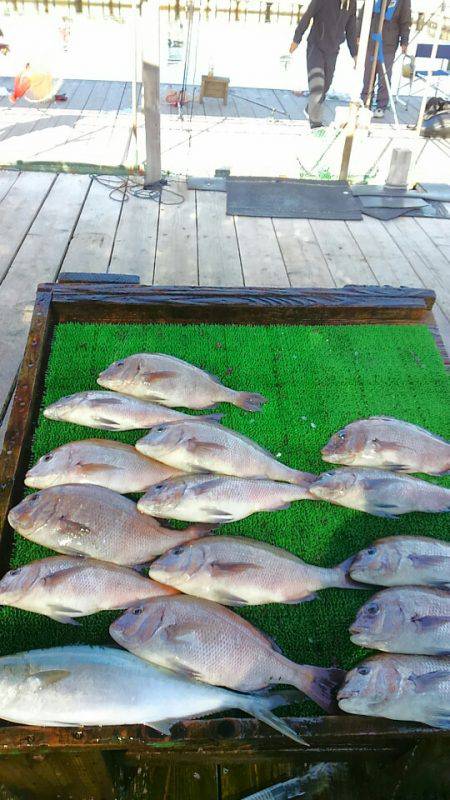 海の釣堀 海恵 釣果