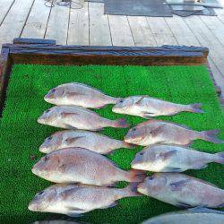 海の釣堀 海恵 釣果