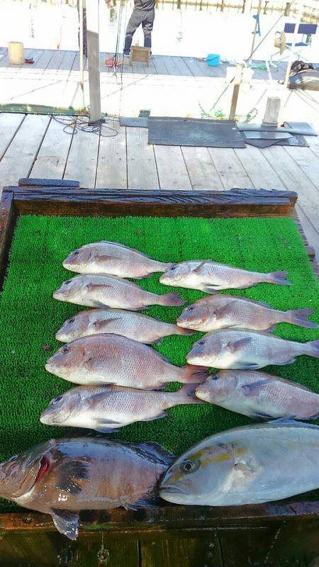 海の釣堀 海恵 釣果