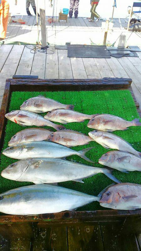 海の釣堀 海恵 釣果