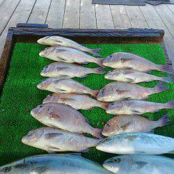 海の釣堀 海恵 釣果