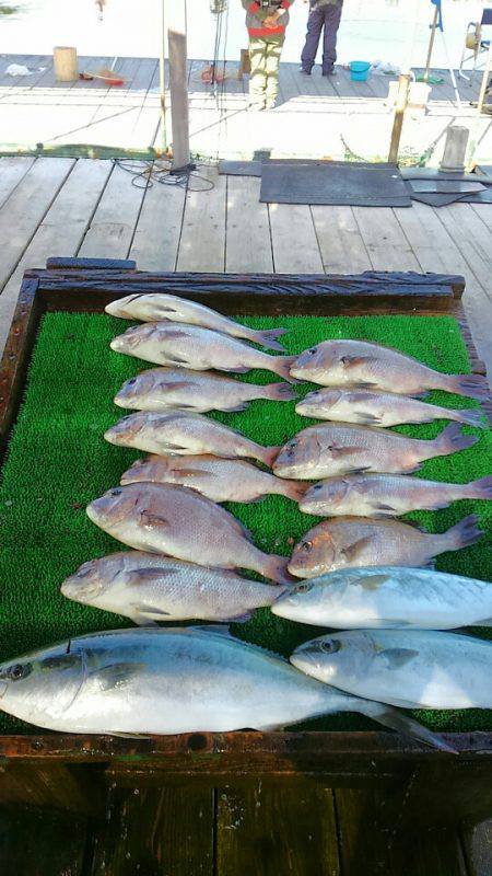 海の釣堀 海恵 釣果