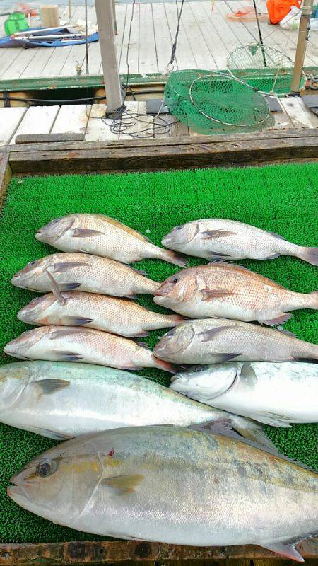 海の釣堀 海恵 釣果