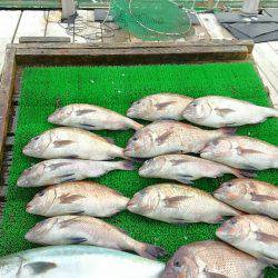 海の釣堀 海恵 釣果