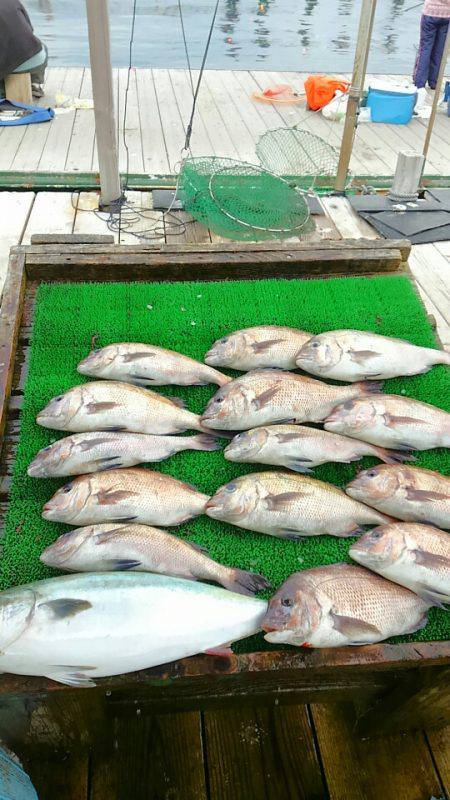 海の釣堀 海恵 釣果