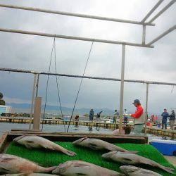 海の釣堀 海恵 釣果