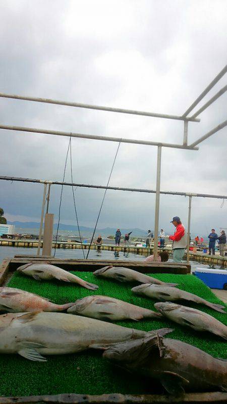 海の釣堀 海恵 釣果