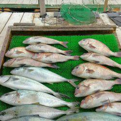 海の釣堀 海恵 釣果