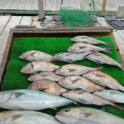 海の釣堀 海恵 釣果