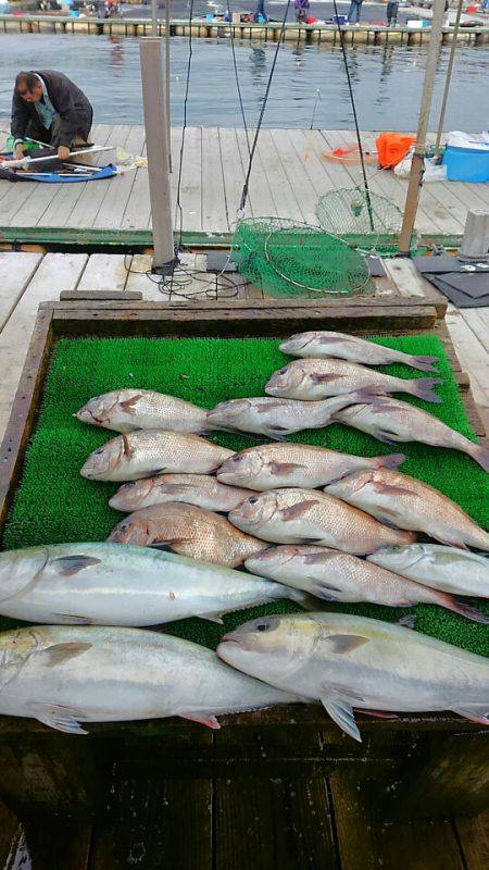 海の釣堀 海恵 釣果