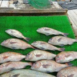 海の釣堀 海恵 釣果