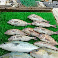 海の釣堀 海恵 釣果