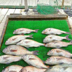 海の釣堀 海恵 釣果