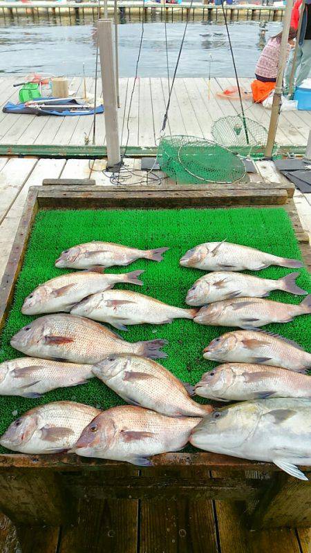 海の釣堀 海恵 釣果