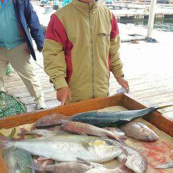 海の釣堀 海恵 釣果