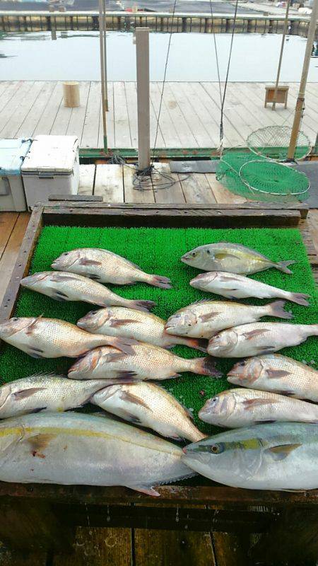 海の釣堀 海恵 釣果