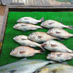 海の釣堀 海恵 釣果