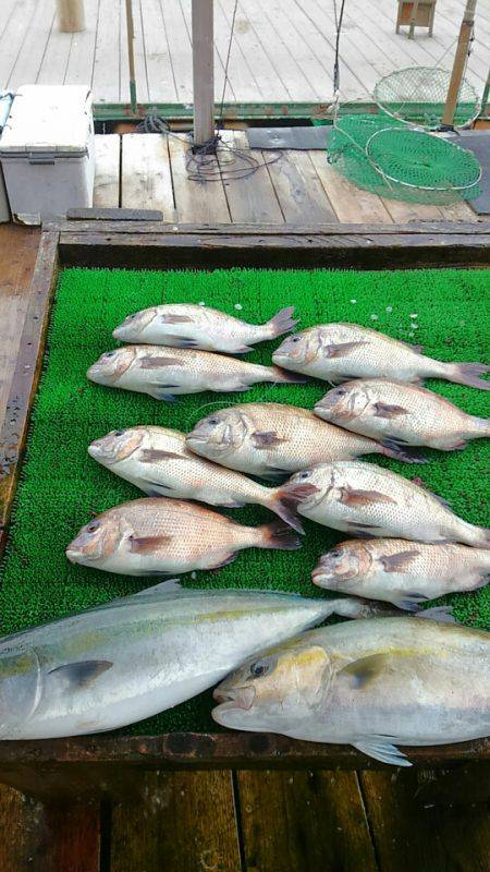 海の釣堀 海恵 釣果