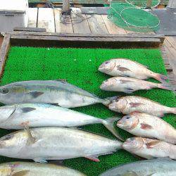 海の釣堀 海恵 釣果