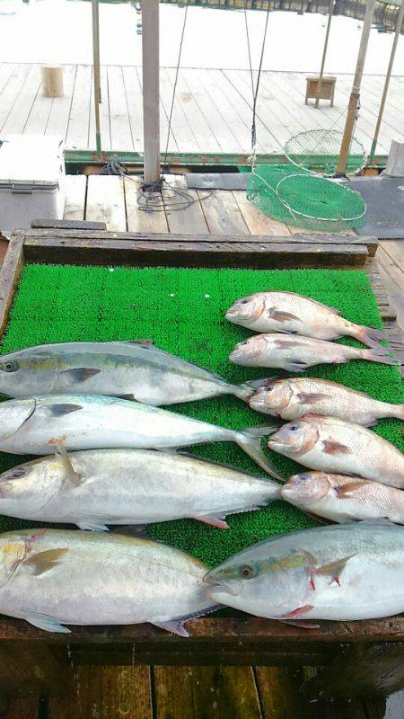 海の釣堀 海恵 釣果