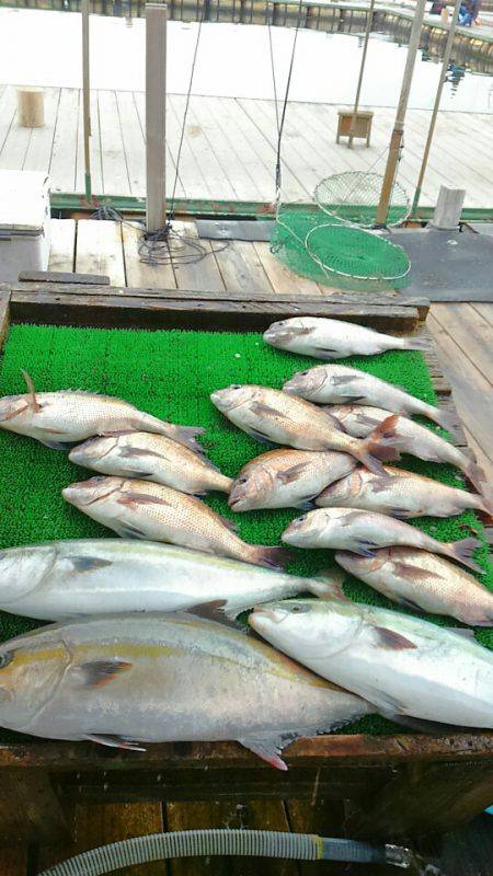 海の釣堀 海恵 釣果