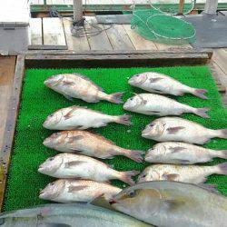 海の釣堀 海恵 釣果