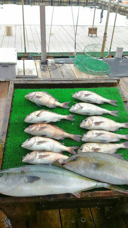 海の釣堀 海恵 釣果