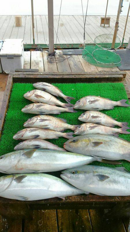 海の釣堀 海恵 釣果