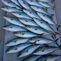 釣人家 釣果