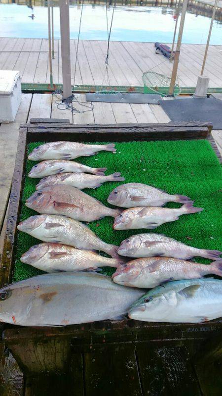 海の釣堀 海恵 釣果