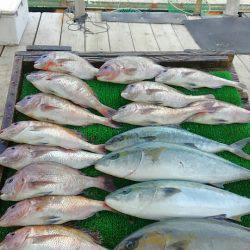 海の釣堀 海恵 釣果