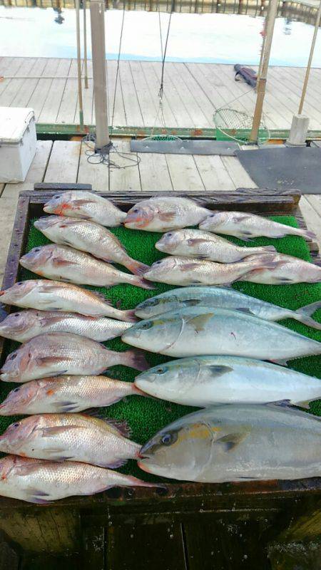 海の釣堀 海恵 釣果