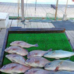 海の釣堀 海恵 釣果